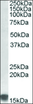 Anti-SRXN1 antibody produced in goat