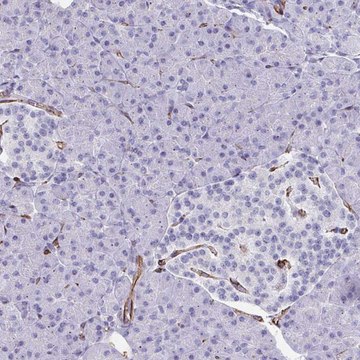 Anti-SLC35B1 antibody produced in rabbit