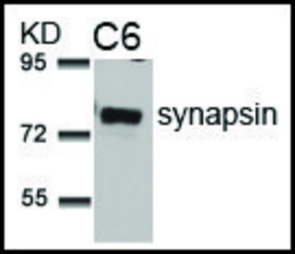 Anti-SYN1 (Ab-9) antibody produced in