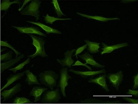 Monoclonal Anti-MAGEA3 antibody produced in