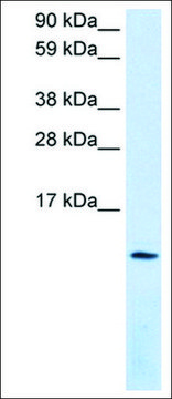 Anti-CXCL12 antibody produced in rabbit