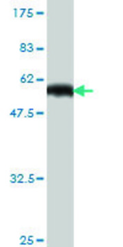 Monoclonal Anti-RUNDC2A antibody produced in