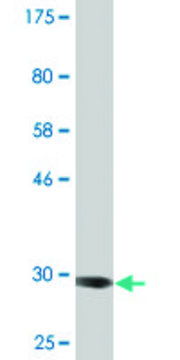 Monoclonal Anti-ADAM29 antibody produced in