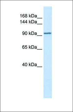 Anti-PAM antibody produced in rabbit