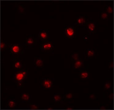 Anti-PPAPDC2 antibody produced in rabbit