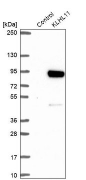 Anti-KLHL11 antibody produced in rabbit