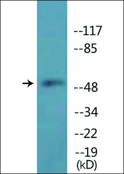 Anti-phospho-TUBA1/3/4 (pTyr²?²) antibody produced in
