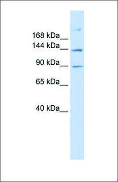 Anti-ABCB4 antibody produced in rabbit