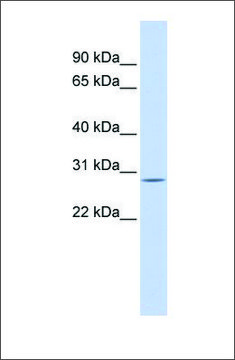 Anti-ECHS1 antibody produced in rabbit