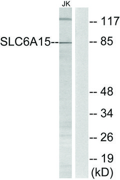 Anti-SLC6A15 antibody produced in rabbit