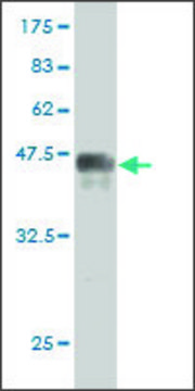 Monoclonal Anti-PRKRIP1 antibody produced in