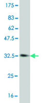 Monoclonal Anti-SOX12 antibody produced in