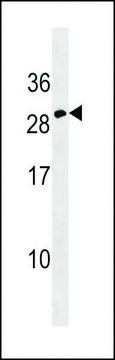 ANTI-ERYTHROPOIETIN(C-TERMINAL) antibody produced in rabbit