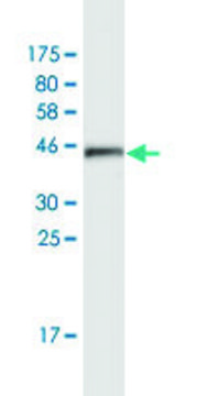 Monoclonal Anti-ATXN7L1 antibody produced in