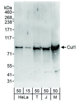 Rabbit anti-Cul1 Antibody, Affinity Purified