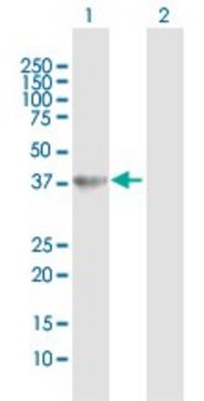 Anti-HAO2 antibody produced in rabbit