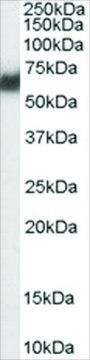 Anti-PDIA2/PDIP antibody produced in goat