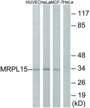 Anti-MRPL15 antibody produced in rabbit