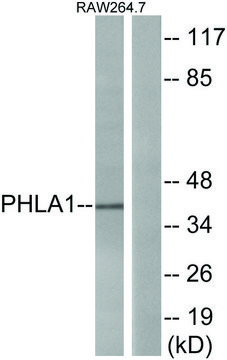 Anti-PHLA1 antibody produced in rabbit