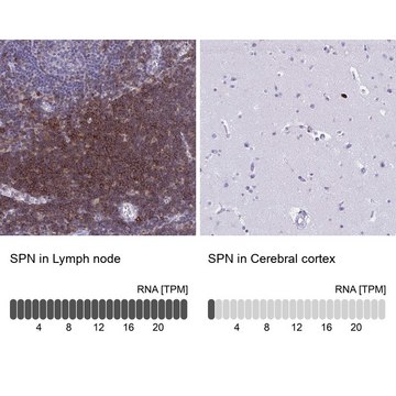 Anti-SPN antibody produced in rabbit