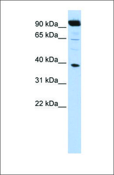 Anti-HOXB2 antibody produced in rabbit