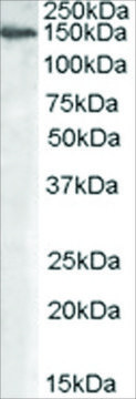 Anti-MAN2A1 antibody produced in goat