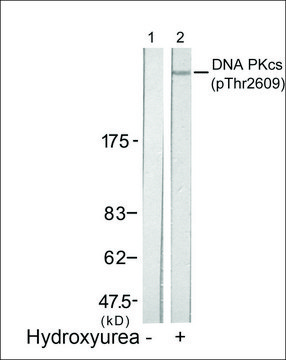 Anti-phospho-PRKDC (pThr²???) antibody produced in