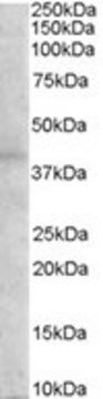 Anti-Melanocortin 3 Receptor antibody produced