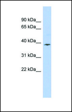 Anti-APOL6 antibody produced in rabbit