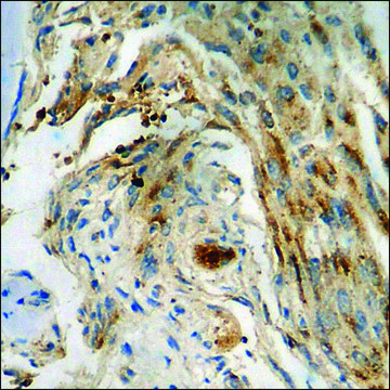 Anti-phospho-Chk1 (pSer³??) antibody produced in