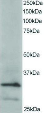 Anti-ARPC2 antibody produced in goat