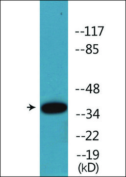 Anti-phospho-CREB (pSer¹³³) antibody produced in