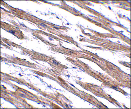 Anti-MAK10 antibody produced in rabbit