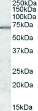 Anti-MARK2/PAR-1 antibody produced in goat