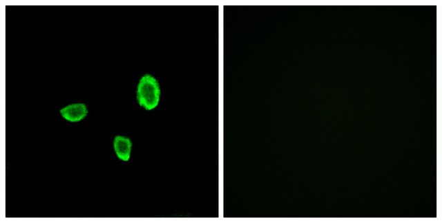 Anti-OR10G7 antibody produced in rabbit