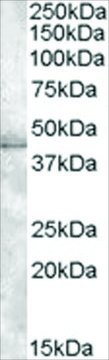 Anti-MBNL1 antibody produced in goat