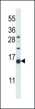ANTI-NPPC (C-TERM) antibody produced in