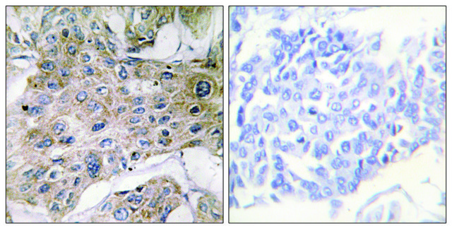 Anti-COX7S/A2 antibody produced in rabbit