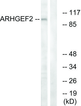 Anti-ARHGEF2 antibody produced in rabbit