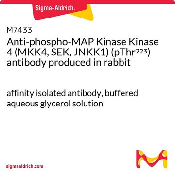 Anti-phospho-MAP Kinase Kinase 4 (MKK4,