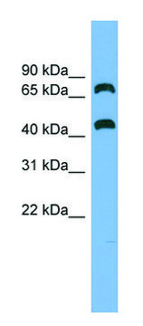 Anti-GSPT2 antibody produced in rabbit