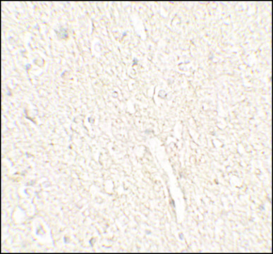 Anti-ADROPIN antibody produced in rabbit