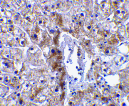 Anti-Caspase-12 (small) antibody produced in