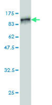 ANTI-RDX antibody produced in mouse