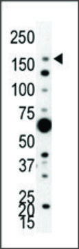Anti-PI3KC2A (N-term) antibody produced in