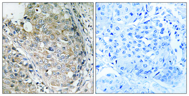 Anti-MKP-1 antibody produced in rabbit