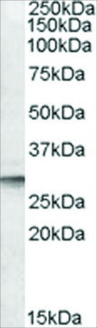 Anti-DPM1 (AB1) antibody produced in