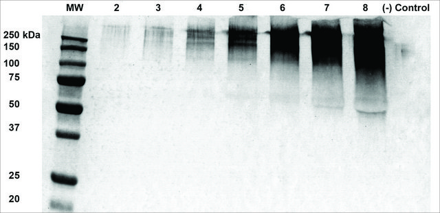 Monoclonal Anti-Alginate antibody produced in