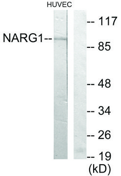 Anti-NARG1 antibody produced in rabbit