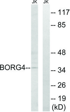 Anti-BORG4 antibody produced in rabbit
